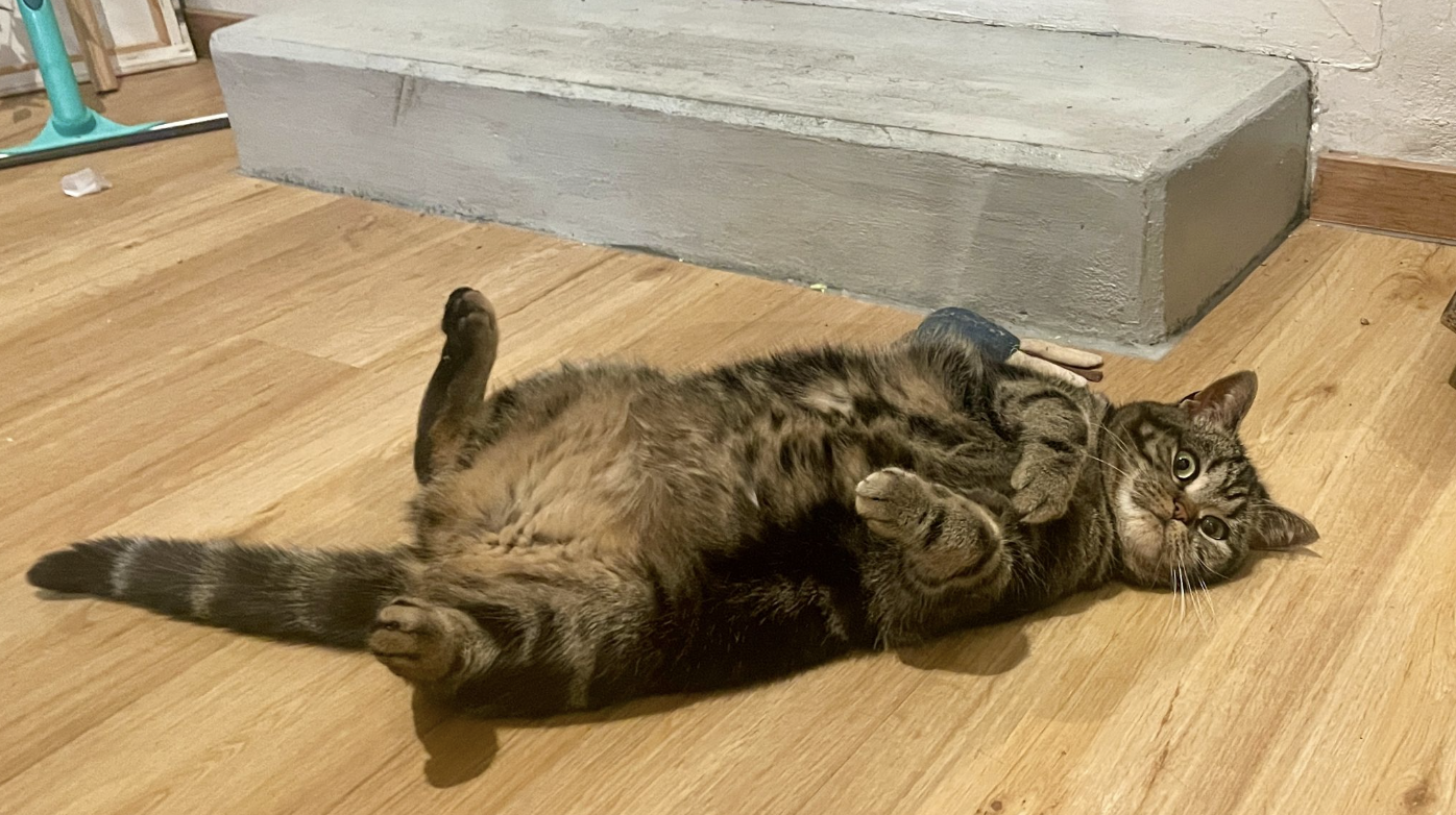 Auf dem Rücken liegende getigerte Katze auf Holzboden mit erhobenem Schwanz und nach oben gerichteten Pfoten